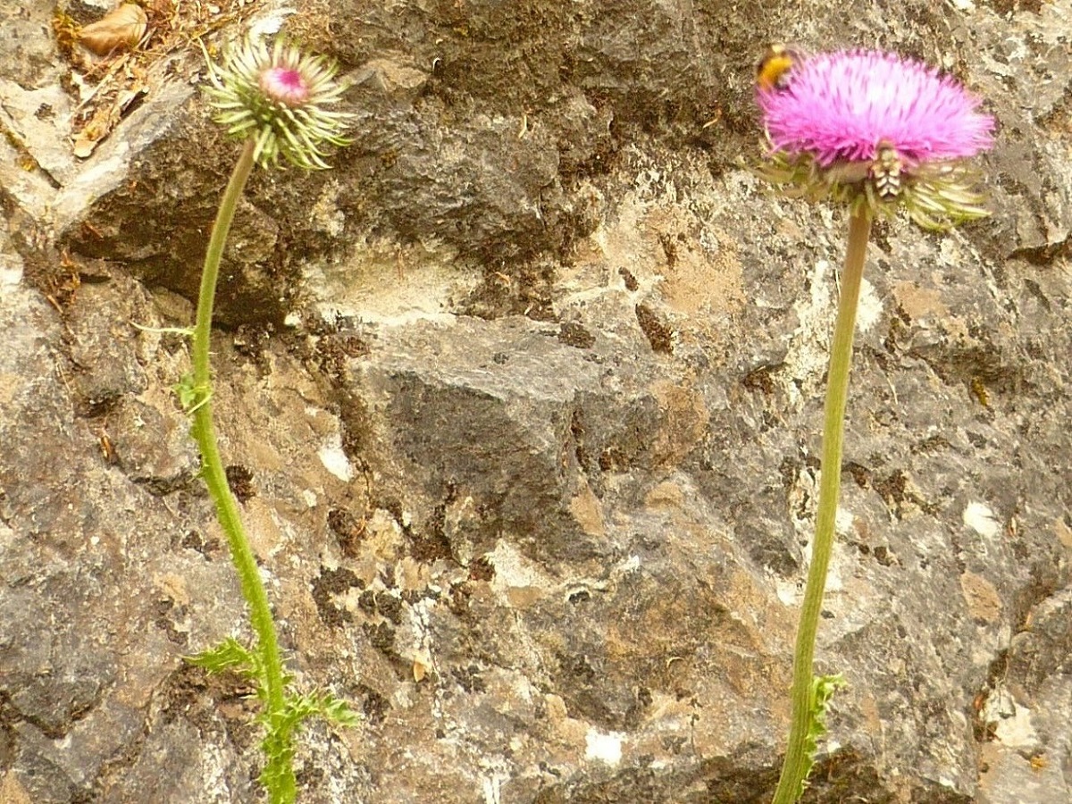 Carduus defloratus nsubsp. medius (Asteraceae)